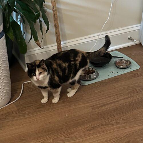 Enlarge Harper, a Adoptable mixed breed in Gaithersburg, MD image 2/4