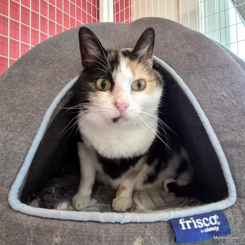 Enlarge Harper, a Adoptable mixed breed in Gaithersburg, MD image 3/4