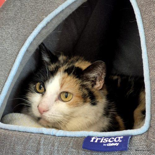 Enlarge Harper, a Adoptable mixed breed in Gaithersburg, MD image 4/4