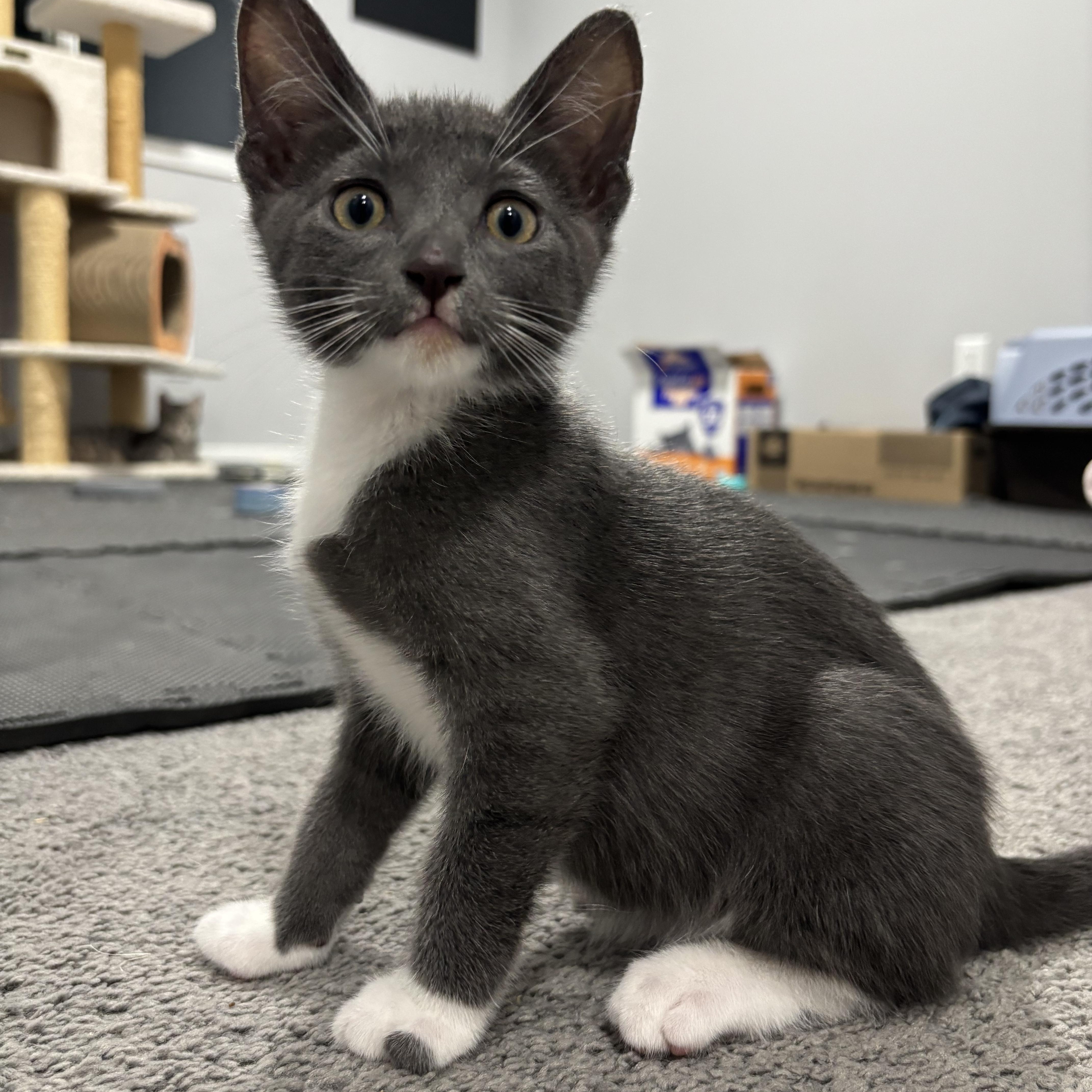 Enlarge Gizmo, an adopted Domestic Short Hair in Calgary, AB image 2/4