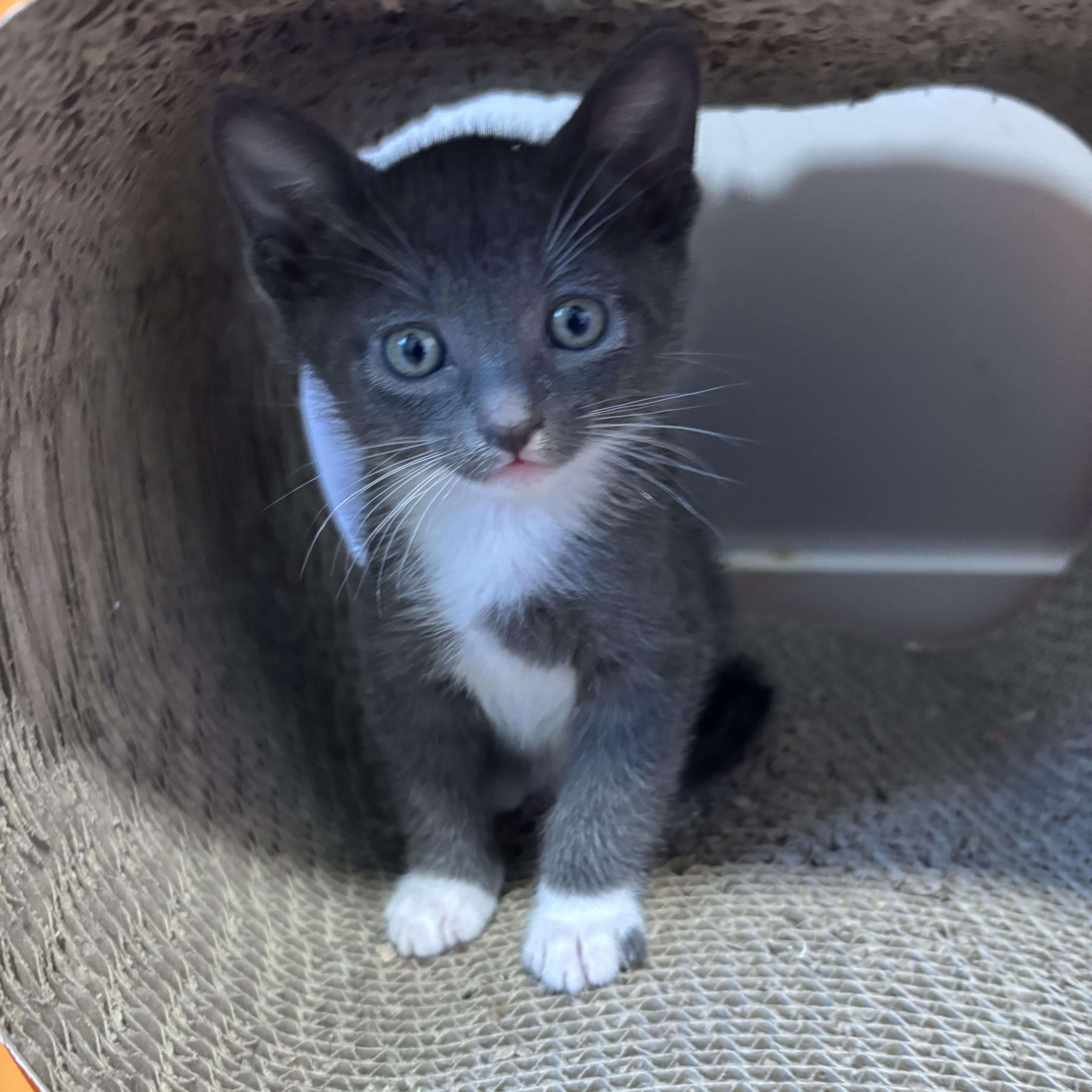 Gizmo, adopted, Kitten Male Domestic Short Hair.
