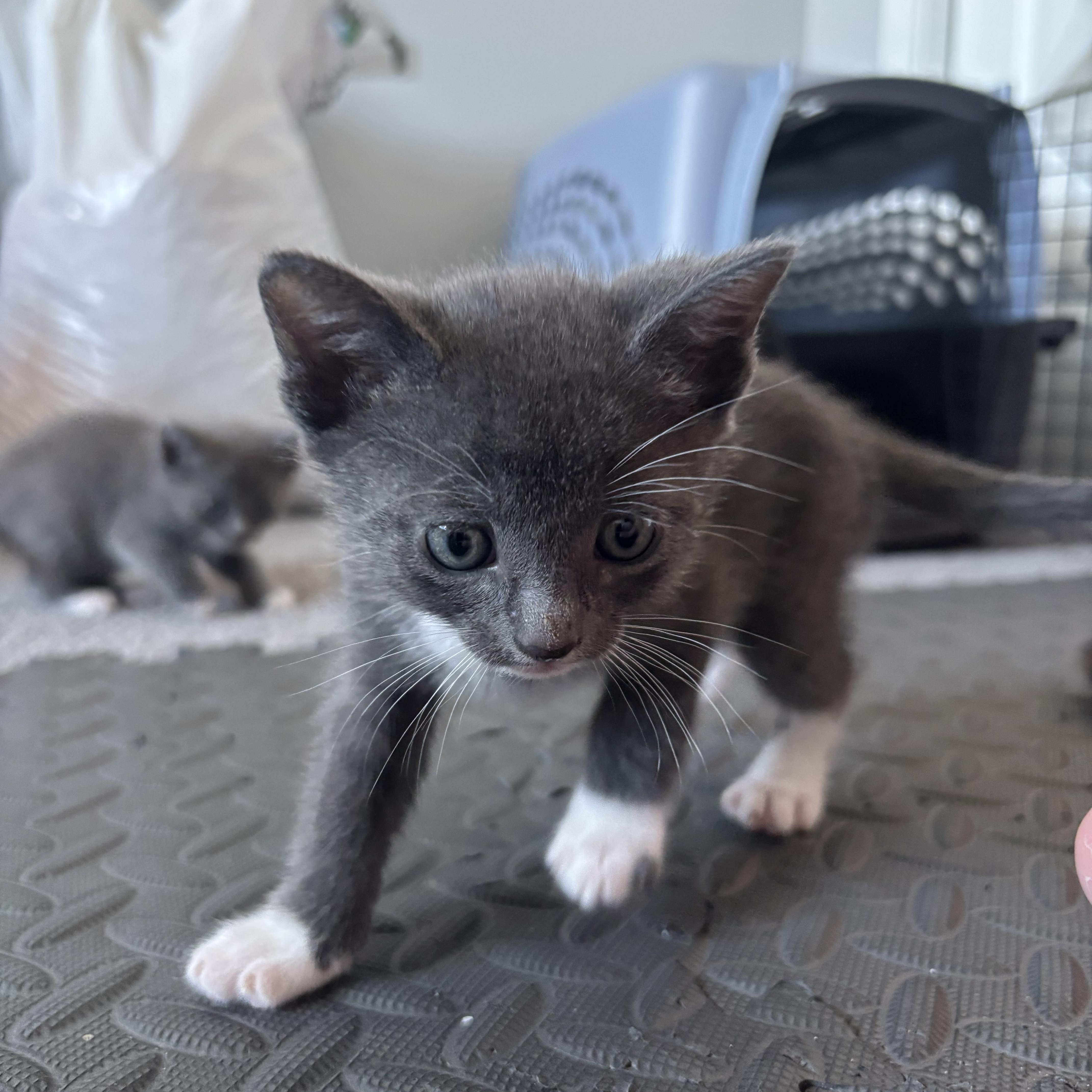 Enlarge Gizmo, an adopted Domestic Short Hair in Calgary, AB image 3/4