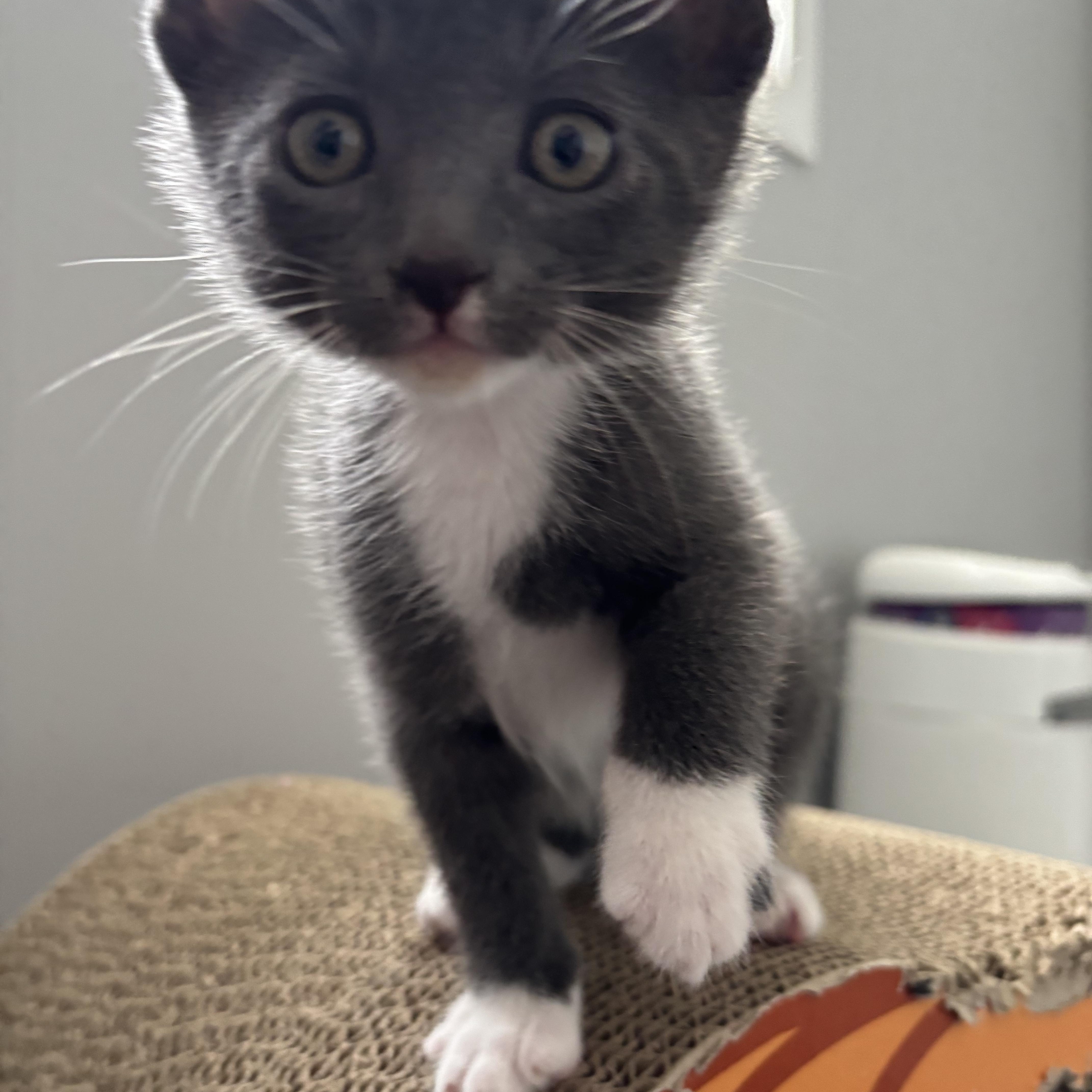 Enlarge Gizmo, an adopted Domestic Short Hair in Calgary, AB image 4/4