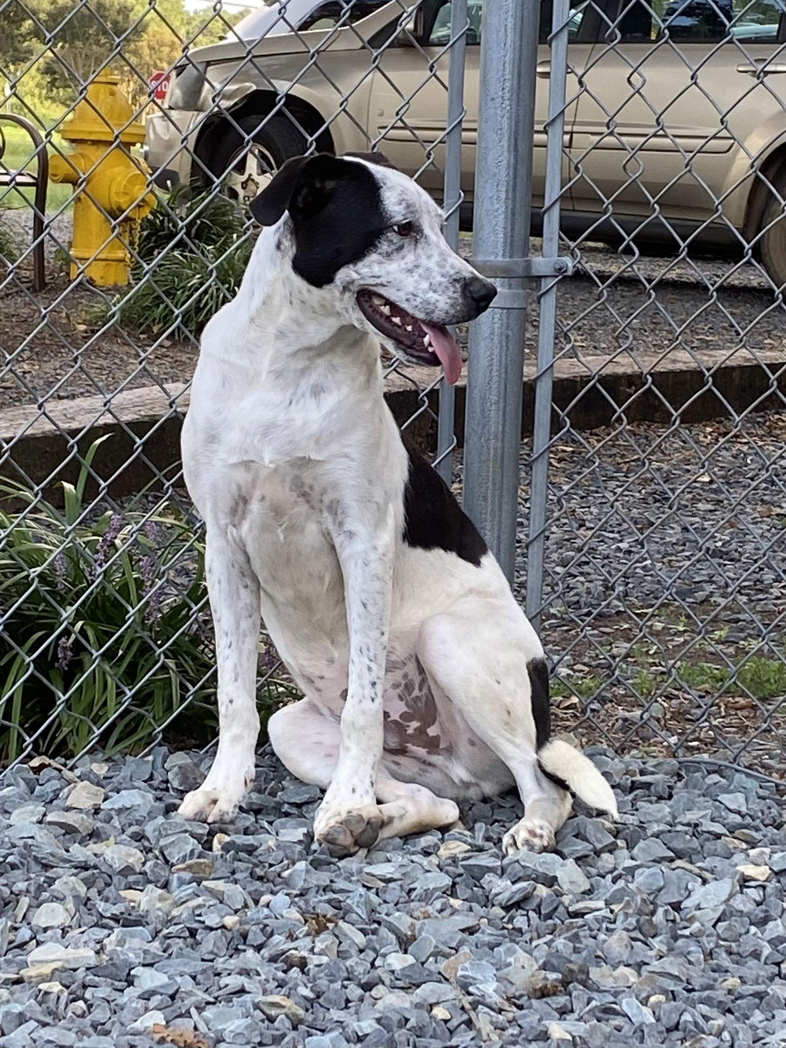 Enlarge Crash, a Adoptable Border Collie in Albemarle, NC image 1/3