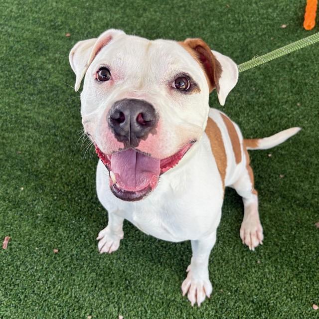 HAALAND, Adoptable, Adult Male Pit Bull Terrier.