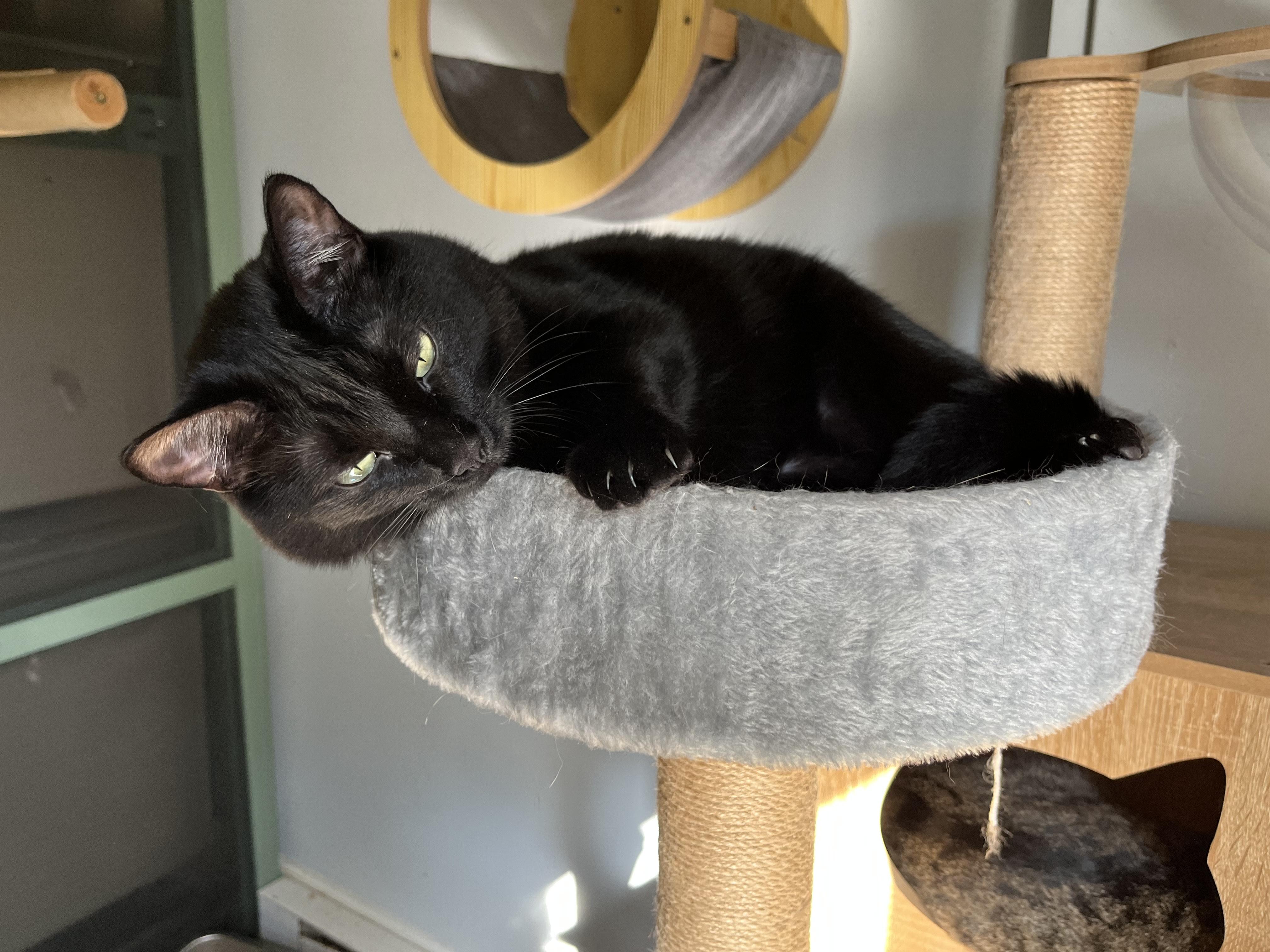 Enlarge Bella, a Adoptable Domestic Short Hair in Oberlin, OH image 1/5