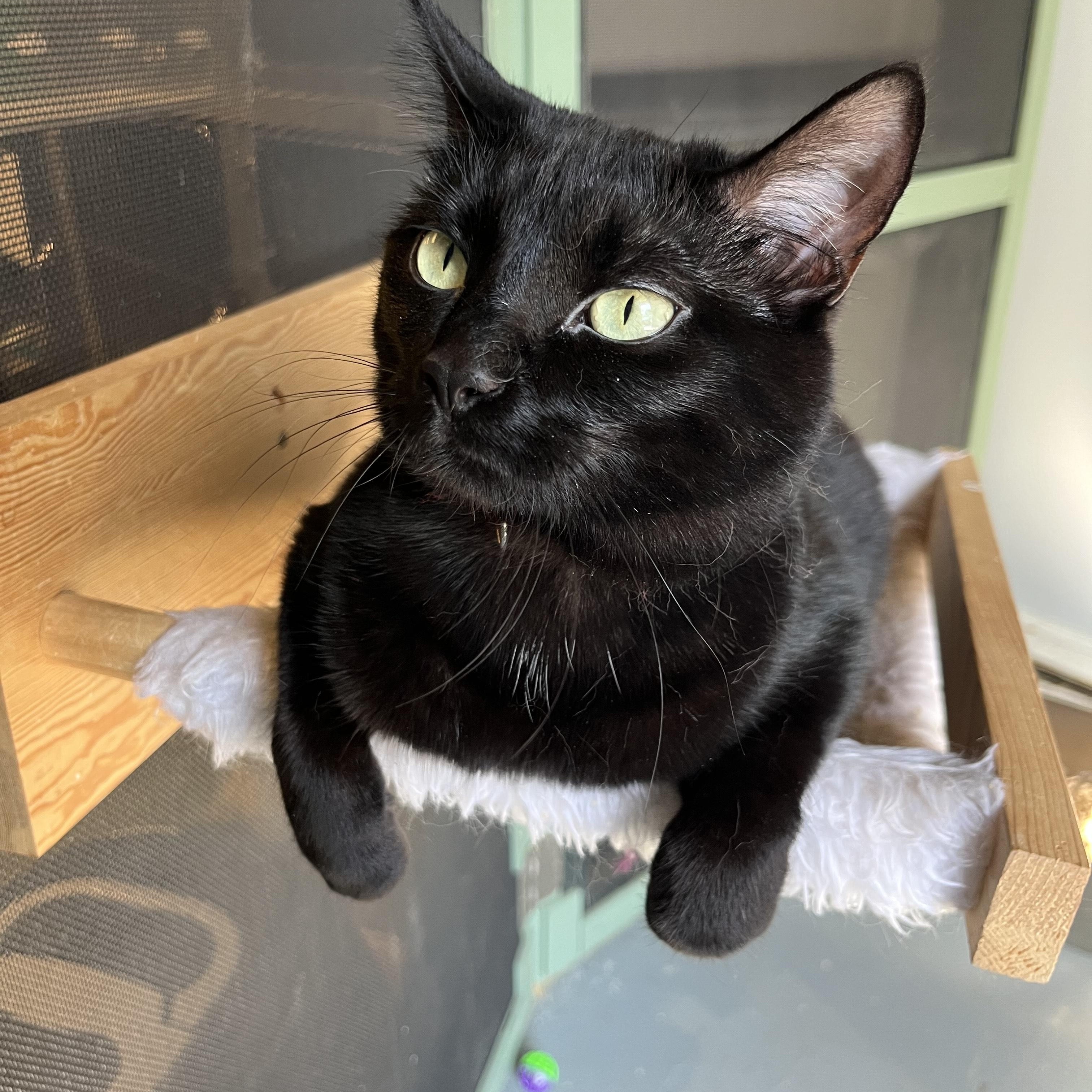 Bella, Adoptable, Young Female Domestic Short Hair.