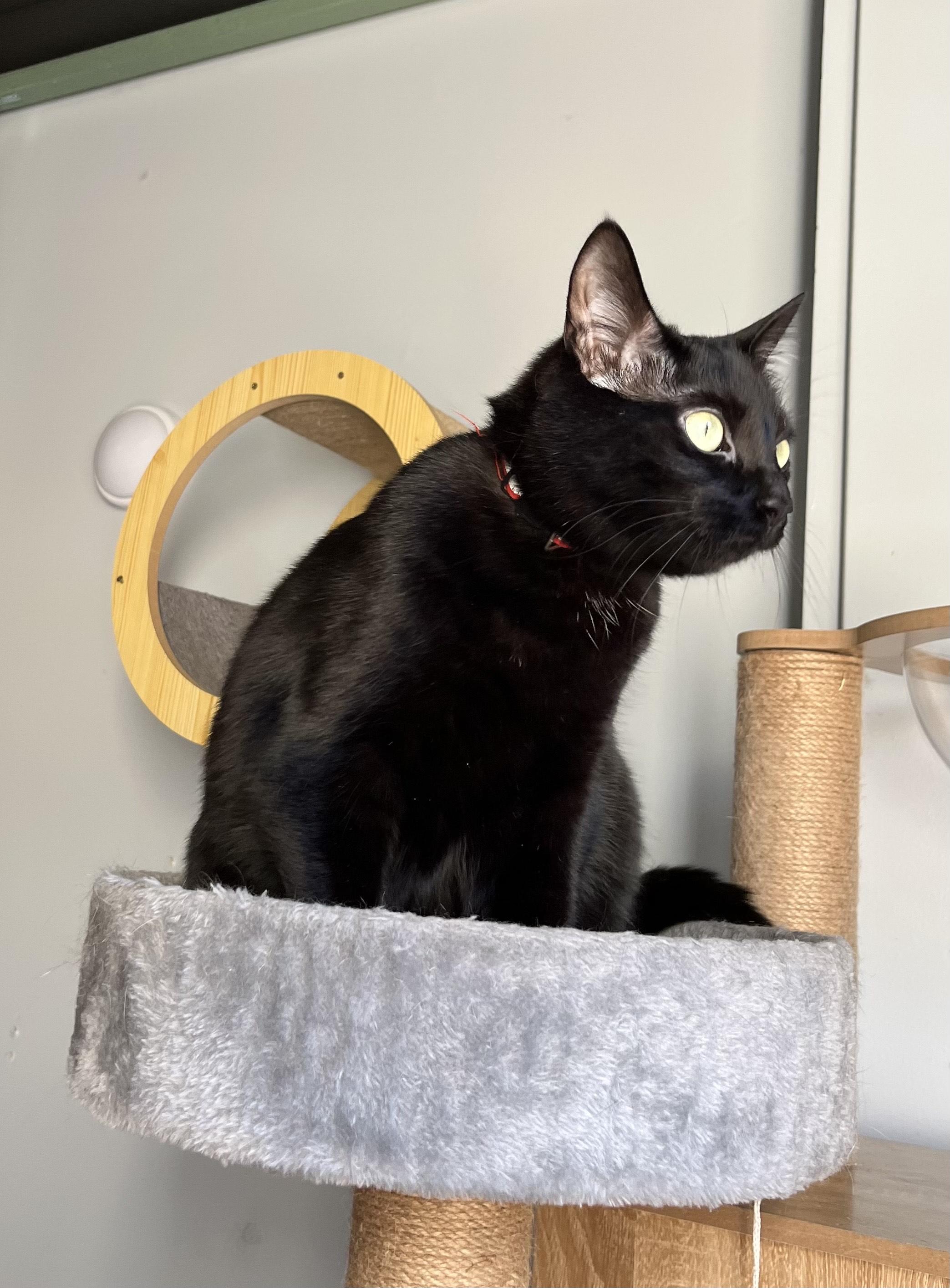 Enlarge Bella, a Adoptable Domestic Short Hair in Oberlin, OH image 4/5