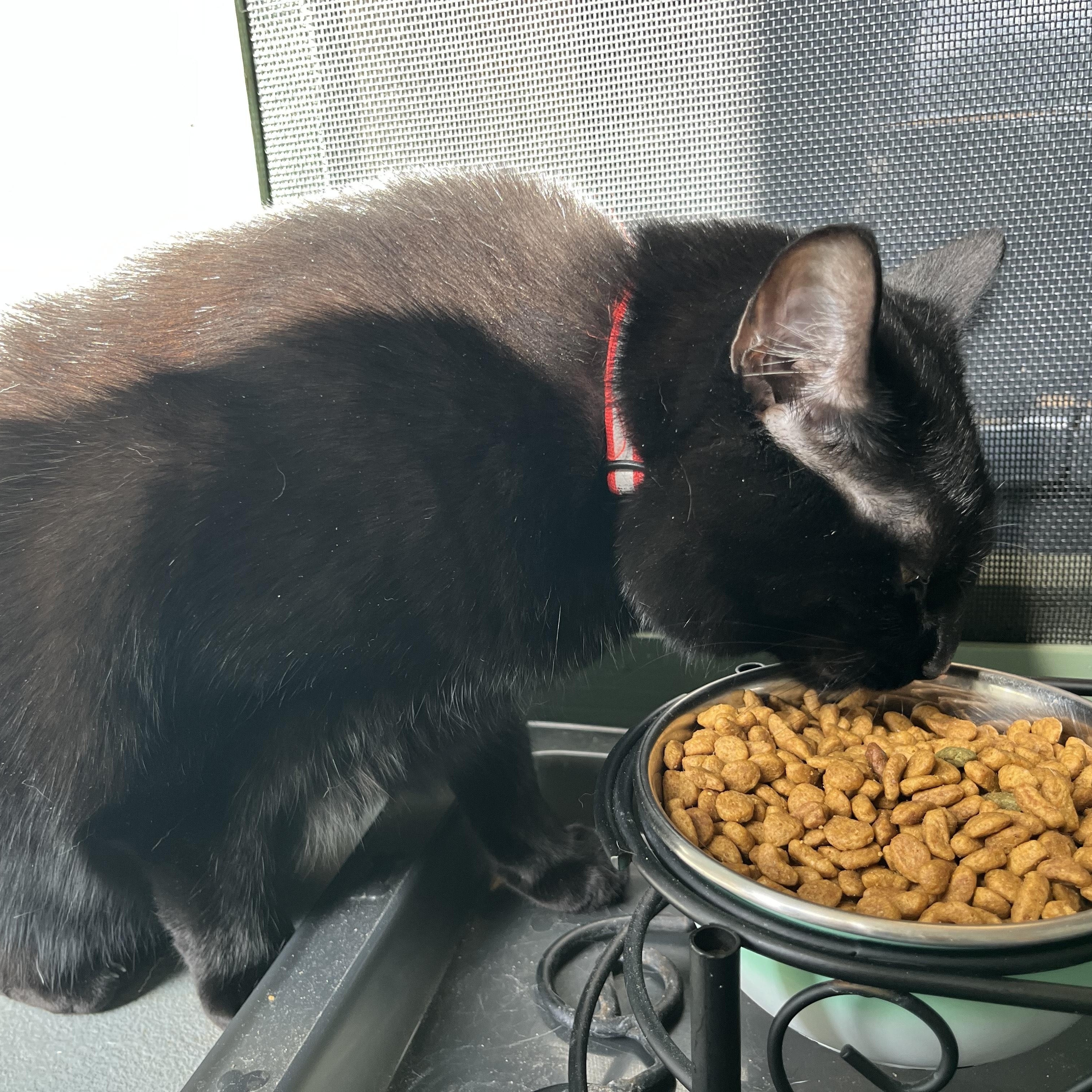 Enlarge Bella, a Adoptable Domestic Short Hair in Oberlin, OH image 5/5