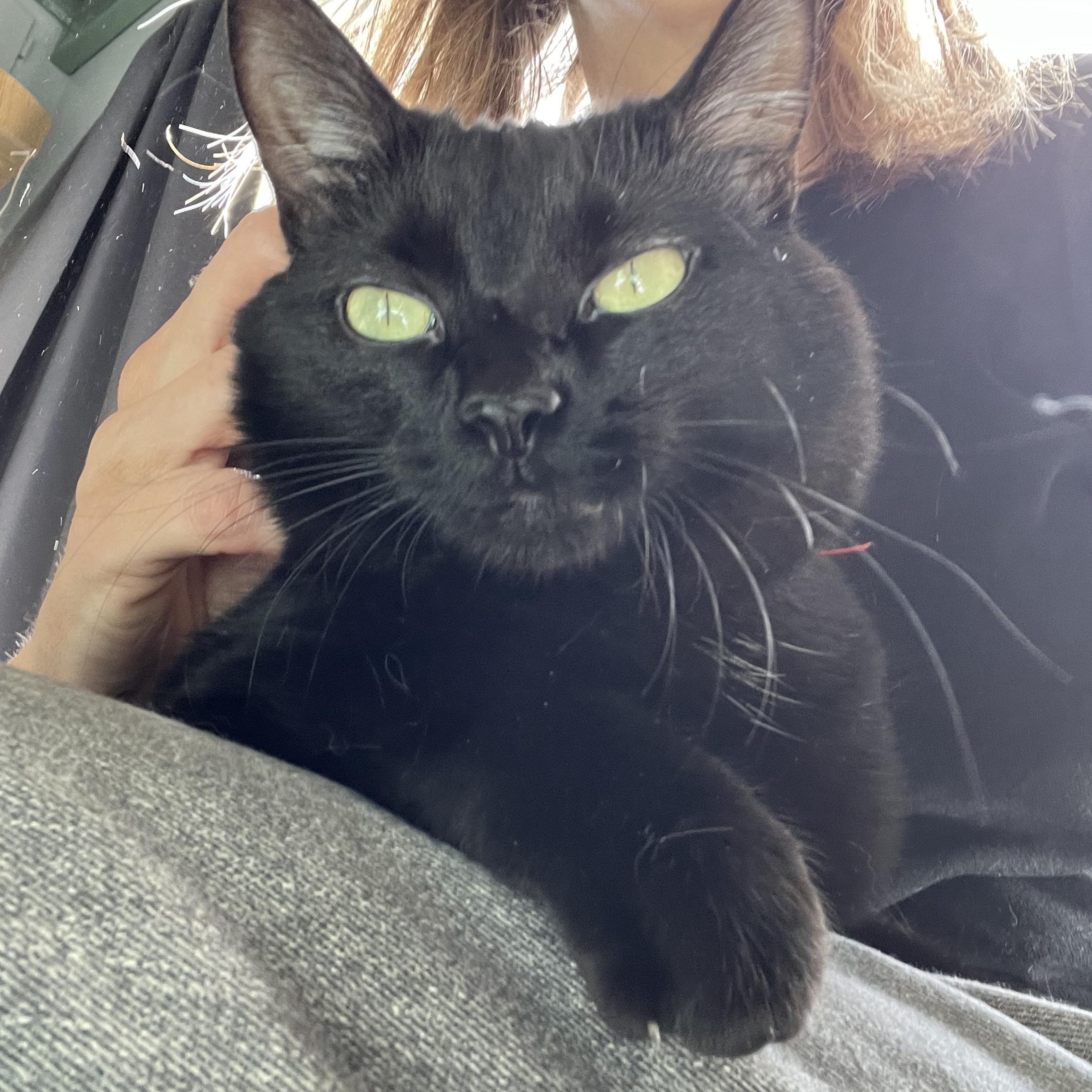 Enlarge Bella, a Adoptable Domestic Short Hair in Oberlin, OH image 3/5