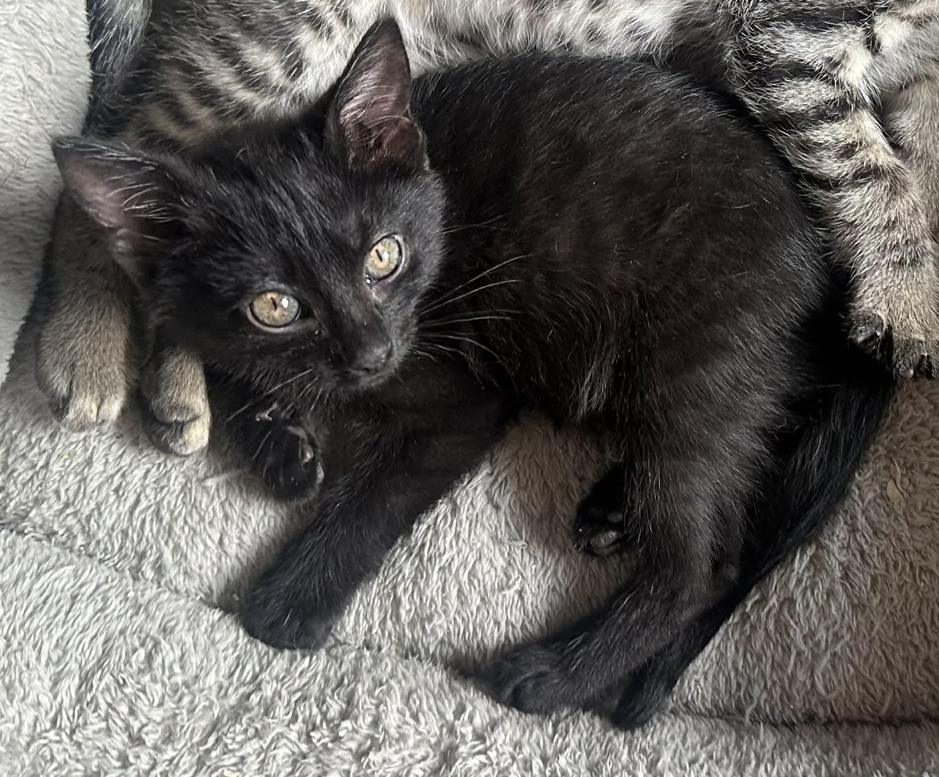 Pop, adopted, Young Female Domestic Short Hair.