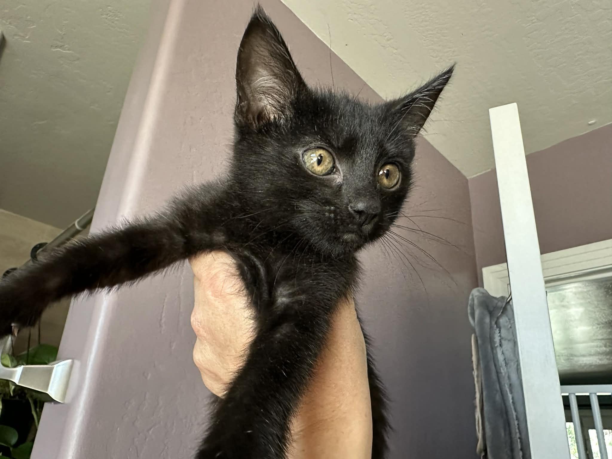 Enlarge Pop, an adopted Domestic Short Hair in Tehachapi, CA image 2/2