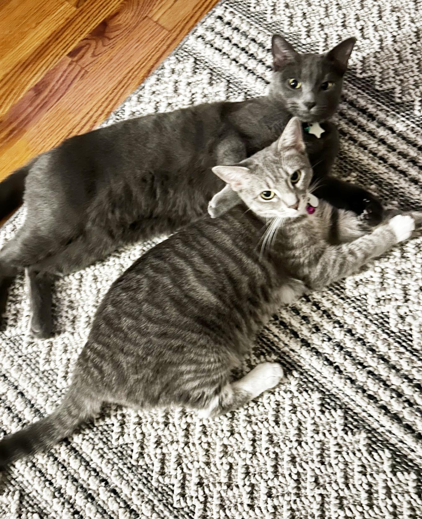 Enlarge Rocky and Bella!  Bonded duo who will win your heart!  VIDEOS!  LOVE KIDS!, an adopted mixed breed in Bedford Hills, NY image 3/6