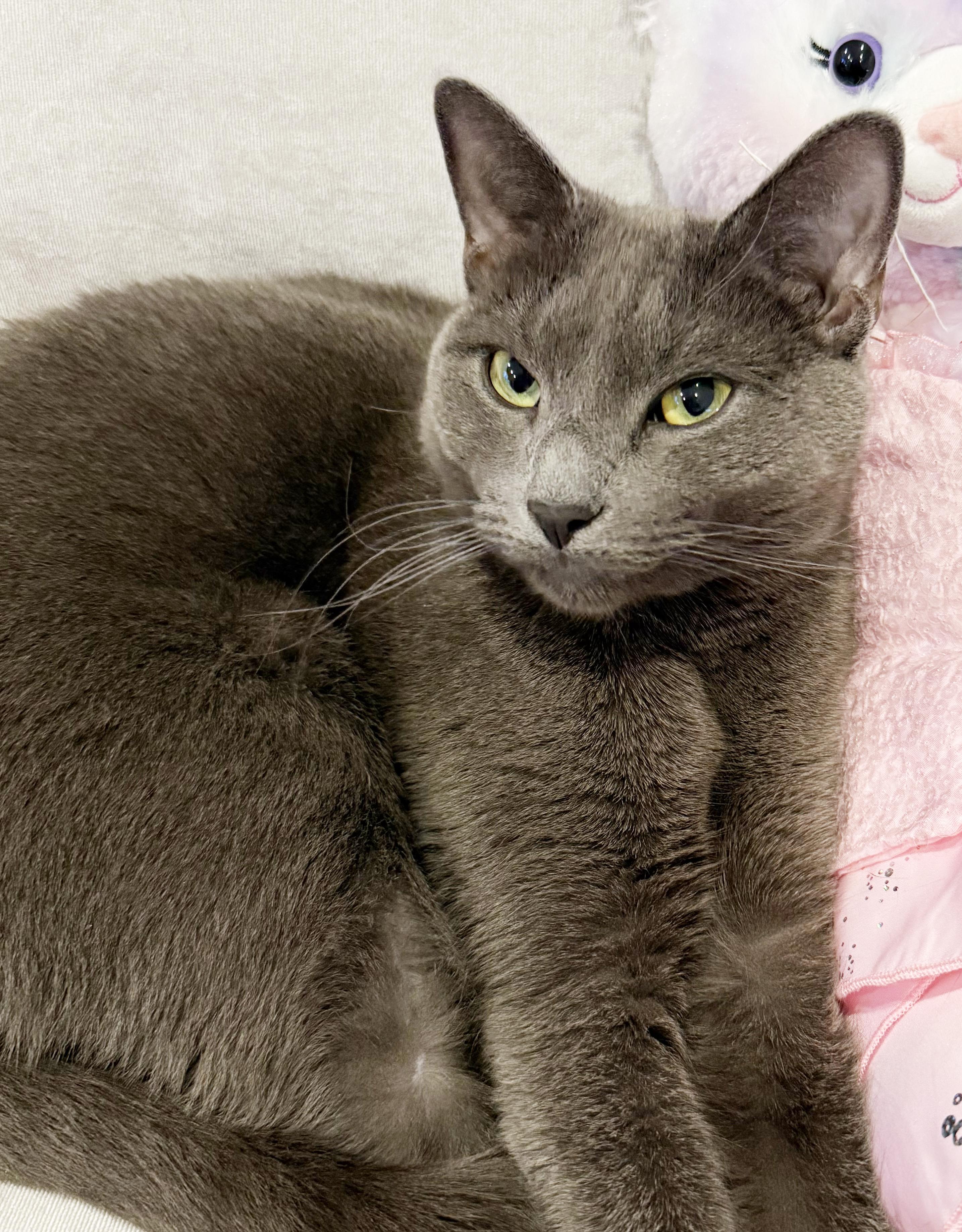 Enlarge Rocky and Bella!  Bonded duo who will win your heart!  VIDEOS!  LOVE KIDS!, an adopted mixed breed in Bedford Hills, NY image 1/6