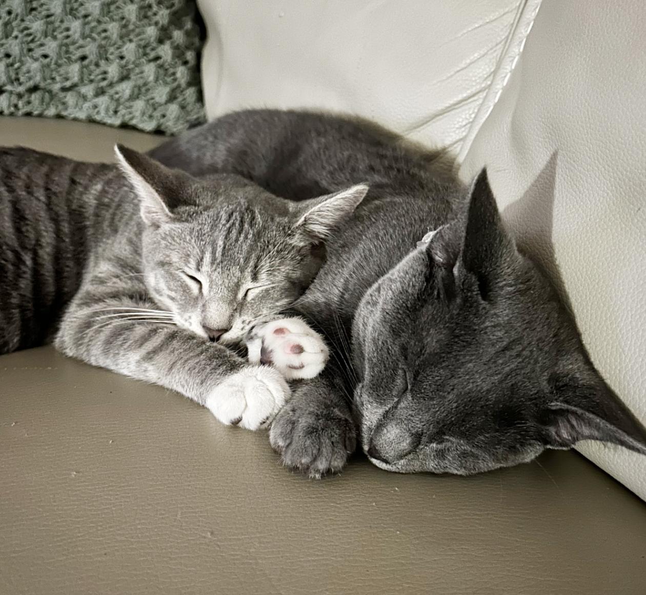 Enlarge Rocky and Bella!  Bonded duo who will win your heart!  VIDEOS!  LOVE KIDS!, an adopted mixed breed in Bedford Hills, NY image 5/6