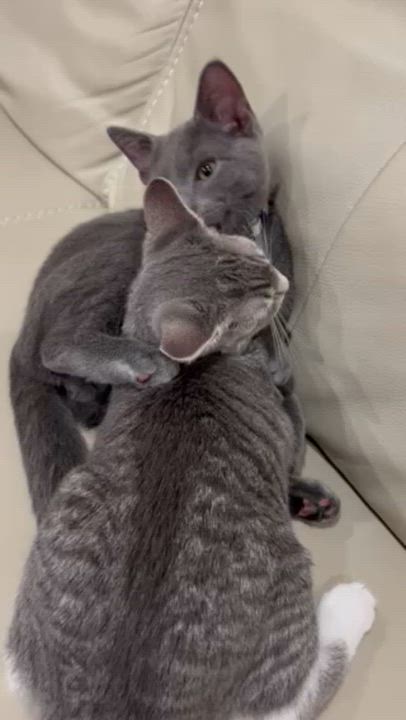 Enlarge Rocky and Bella!  Bonded duo who will win your heart!  VIDEOS!  LOVE KIDS!, an adopted mixed breed in Bedford Hills, NY video 6/6