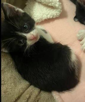 Enlarge Gertie Moo, a Adoptable Domestic Short Hair in Richardson, TX image 1/2