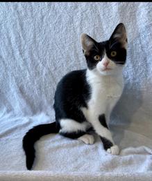 Enlarge Gertie Moo, a Adoptable Domestic Short Hair in Richardson, TX image 2/2