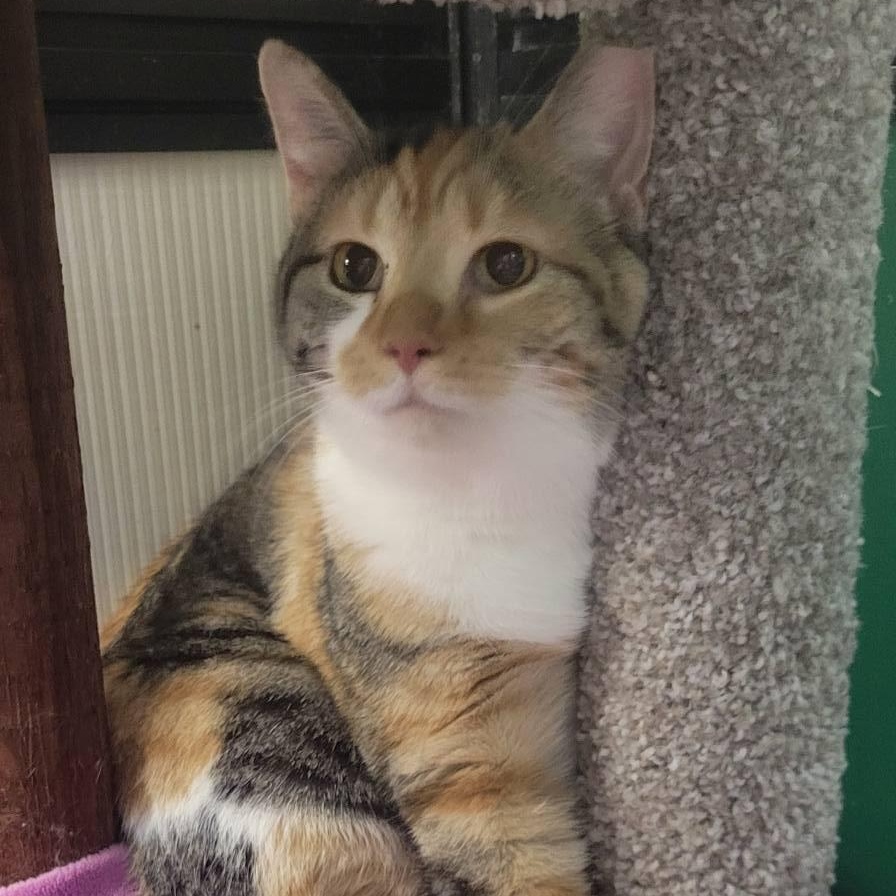 Sydney & Skittles , ADOPTABLE, Adult Female Calico.