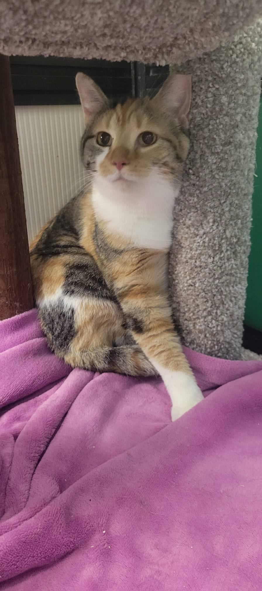 Enlarge Sydney & Skittles , a ADOPTABLE Calico in Independence, OH image 4/5