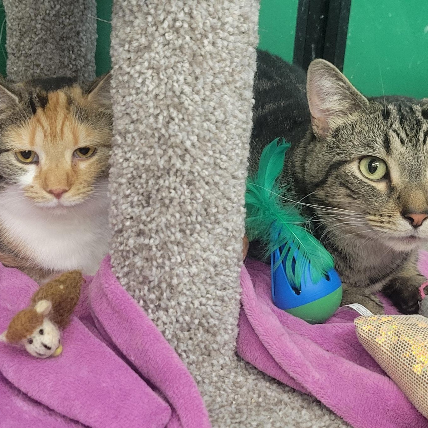 Sydney & Skittles , a ADOPTABLE Calico in Independence, OH image 5/5