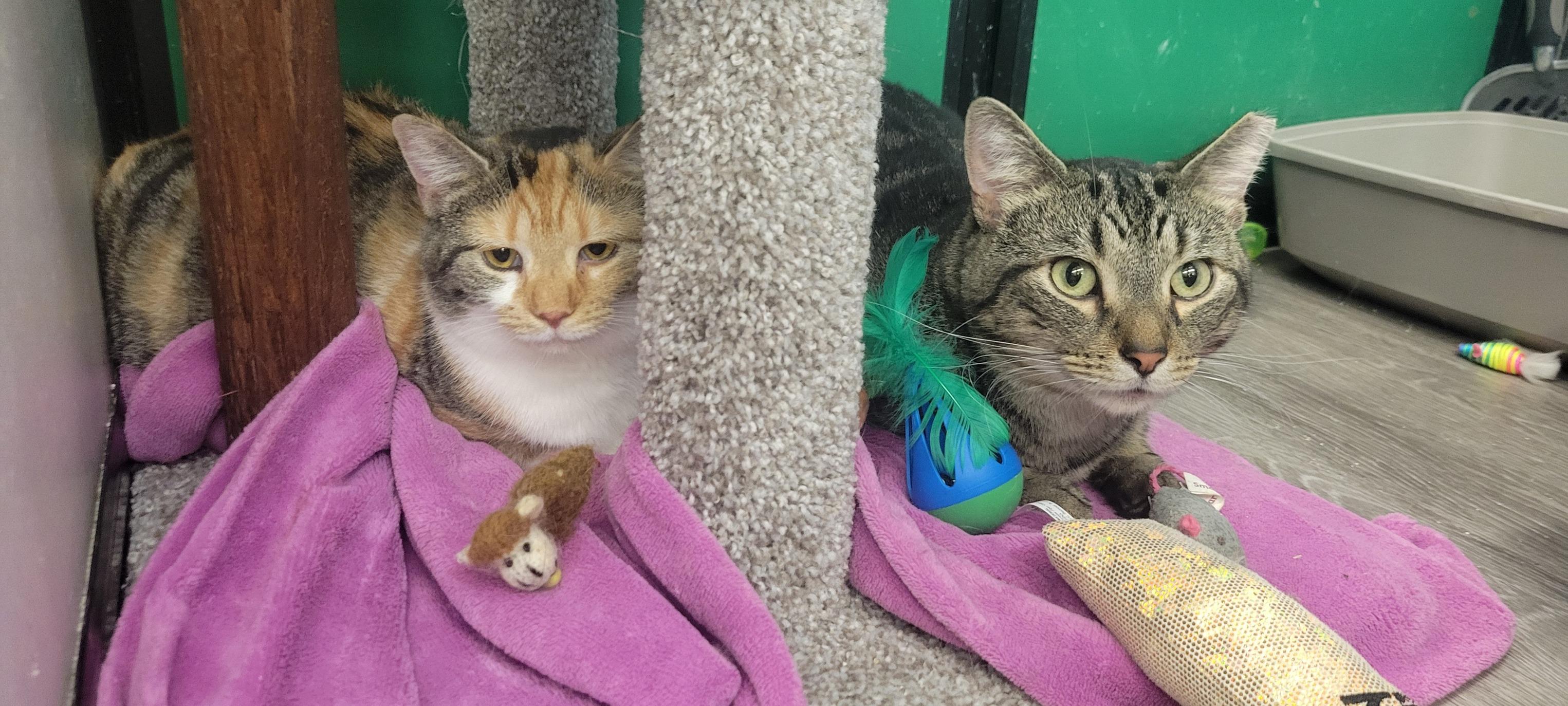 Enlarge Sydney & Skittles , a ADOPTABLE Calico in Independence, OH image 5/5