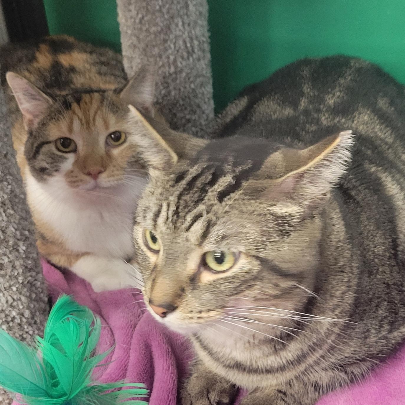 Sydney & Skittles , a ADOPTABLE Calico in Independence, OH image 3/5