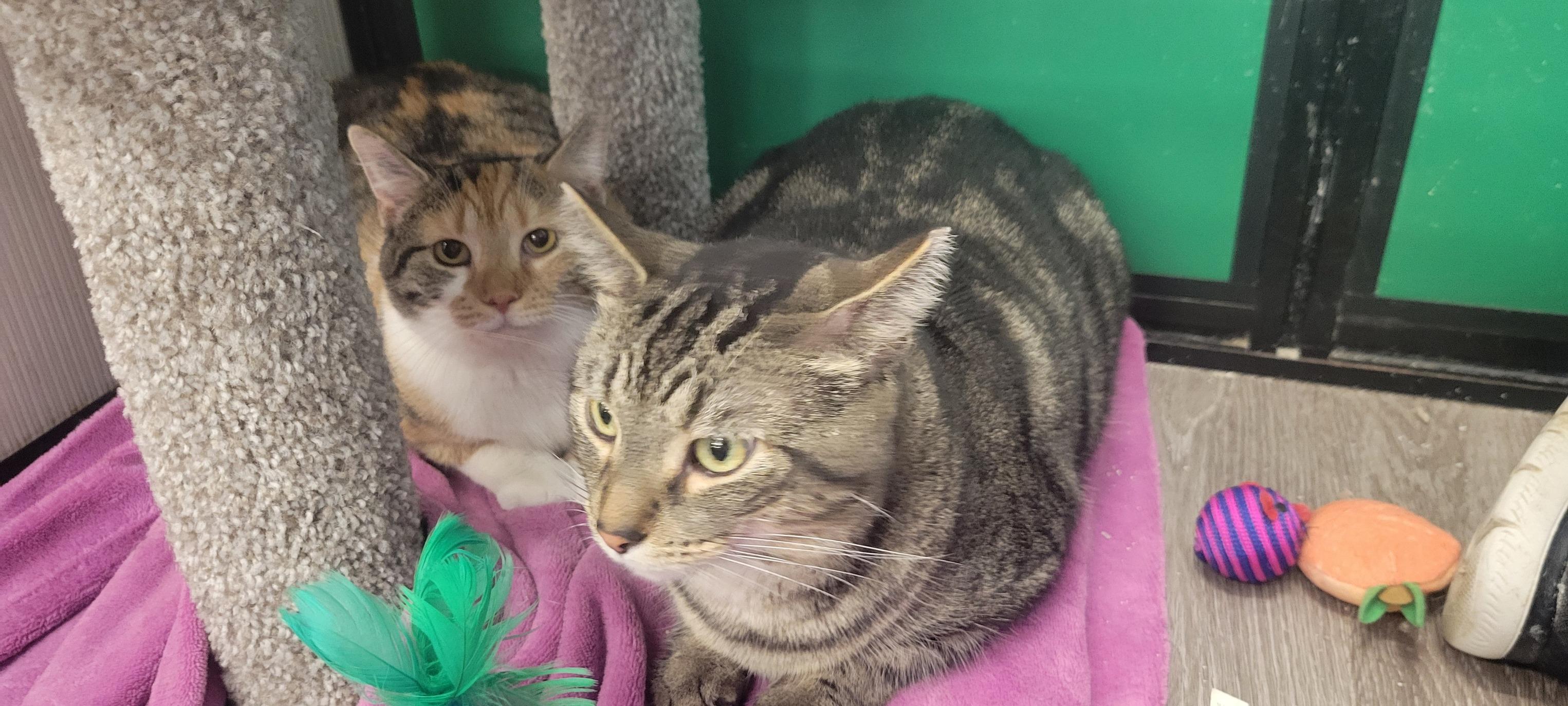 Enlarge Sydney & Skittles , a ADOPTABLE Calico in Independence, OH image 2/5