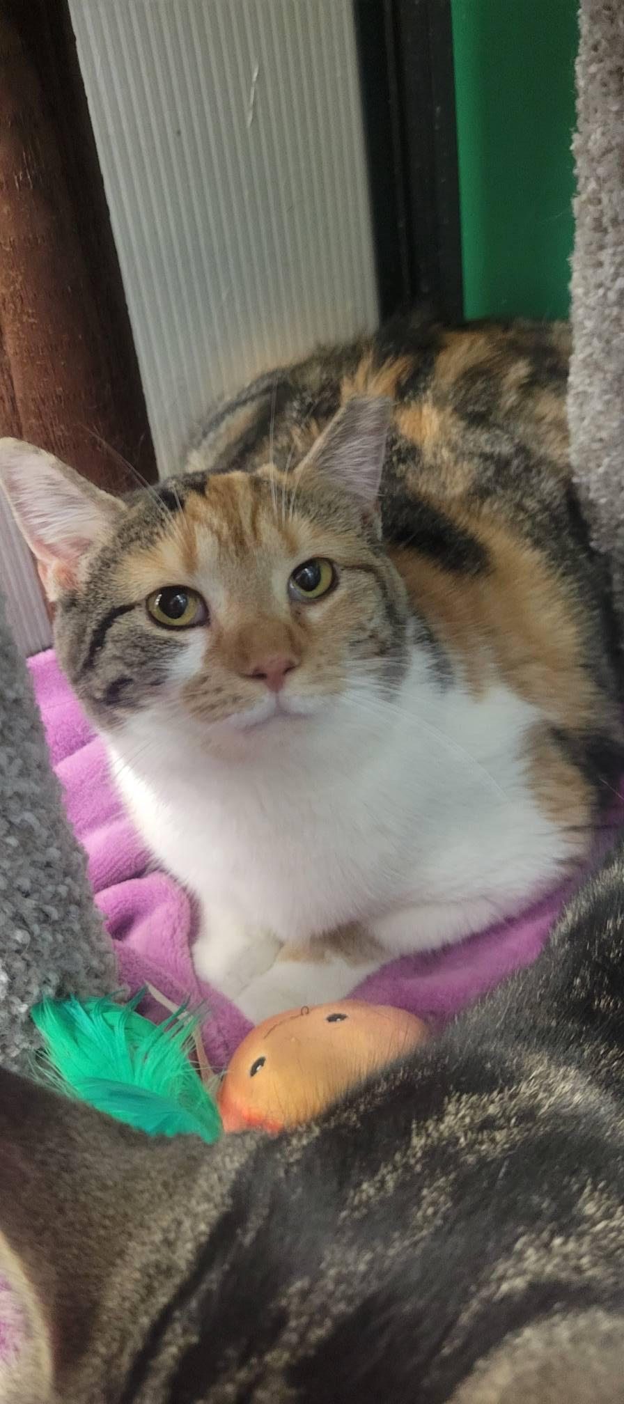Enlarge Sydney & Skittles , a ADOPTABLE Calico in Independence, OH image 3/5