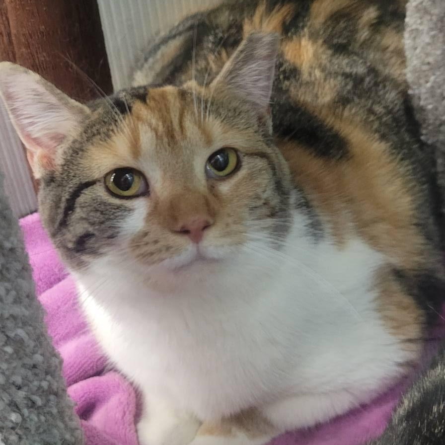 Sydney & Skittles , a ADOPTABLE Calico in Independence, OH image 4/5