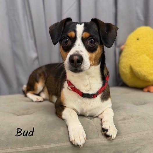Enlarge Bud, a ADOPTABLE mixed breed in Shreveport, LA image 1/1