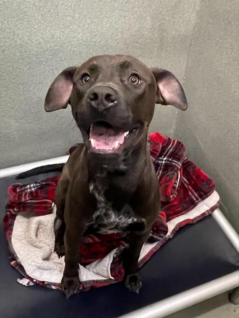 Enlarge RALO, a Adoptable Staffordshire Bull Terrier in Lees Summit, MO image 1/1