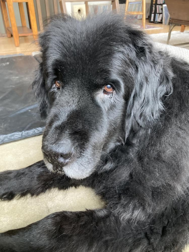 Enlarge Banksy, a Adoptable Newfoundland Dog in Gales Ferry, CT image 2/6