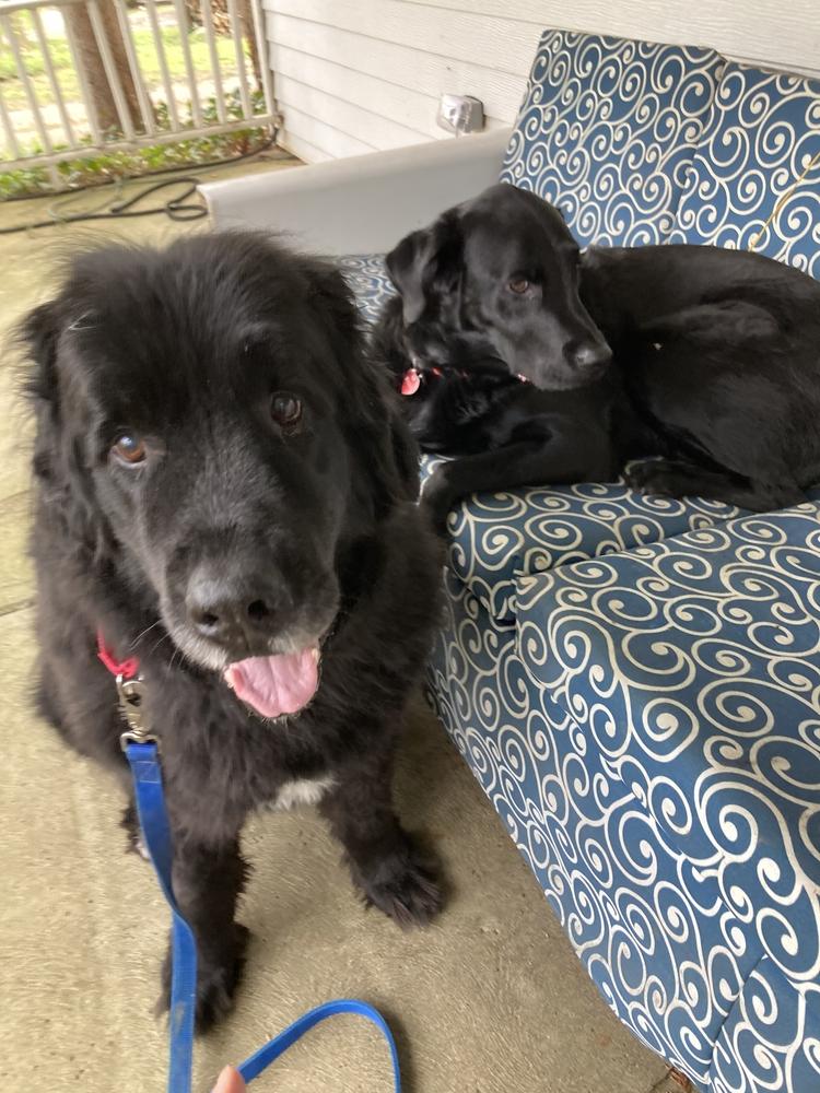 Enlarge Banksy, a Adoptable Newfoundland Dog in Gales Ferry, CT image 3/6