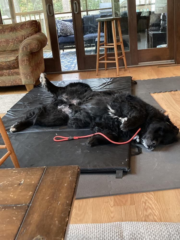 Enlarge Banksy, a Adoptable Newfoundland Dog in Gales Ferry, CT image 4/6
