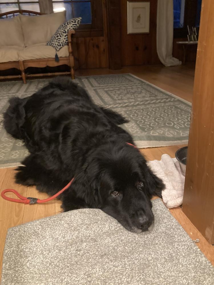 Enlarge Banksy, a Adoptable Newfoundland Dog in Gales Ferry, CT image 5/6