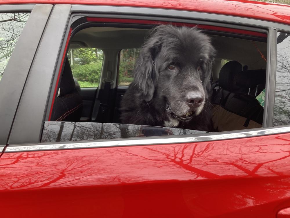 Enlarge Banksy, a Adoptable Newfoundland Dog in Gales Ferry, CT image 5/6
