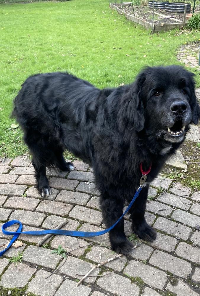 Enlarge Banksy, a Adoptable Newfoundland Dog in Gales Ferry, CT image 6/6