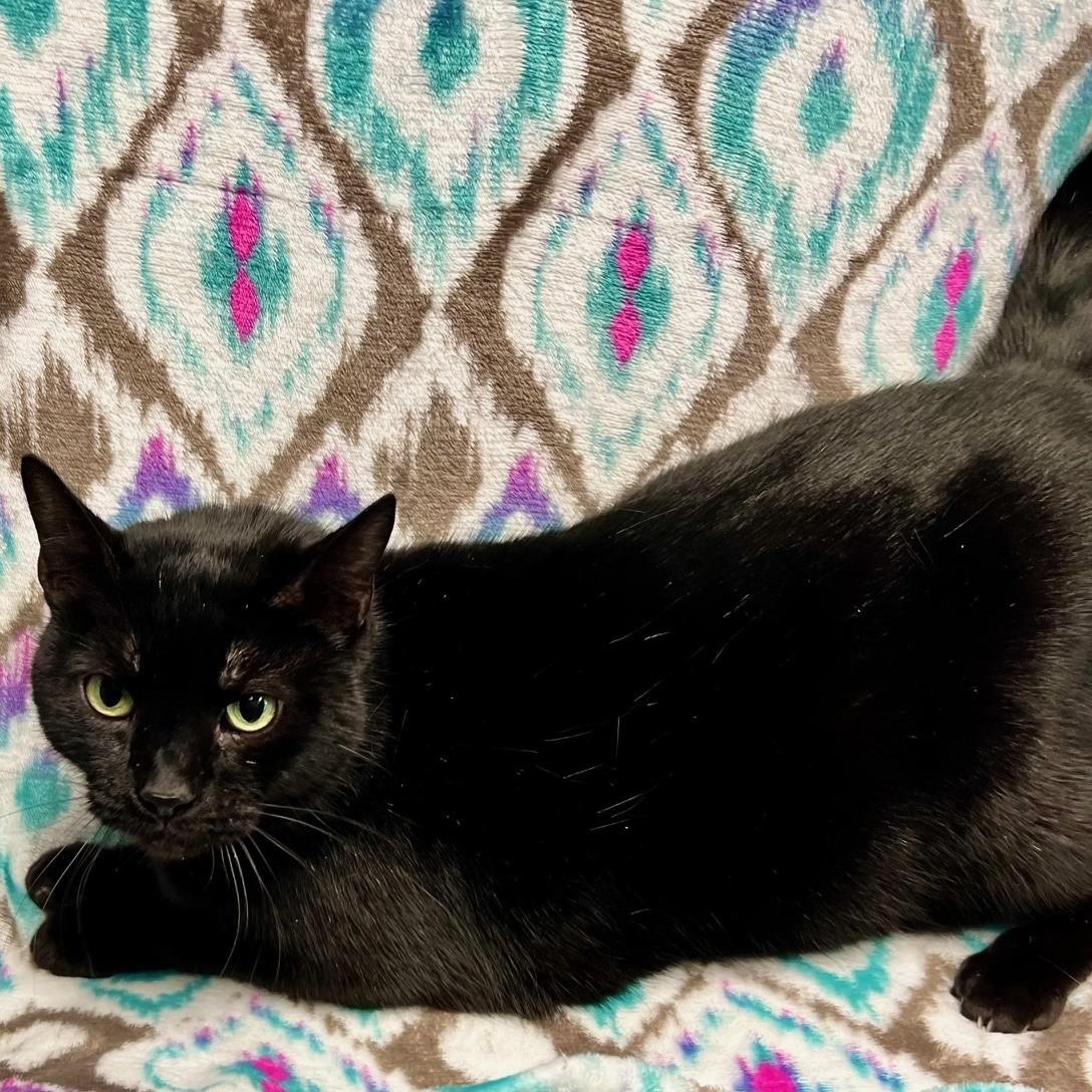 Lou Lou, ADOPTABLE, Senior Female Domestic Short Hair.