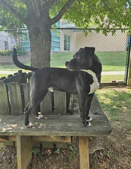 Enlarge Jelly, a Adoptable Mixed Breed in Memphis, TN image 1/3