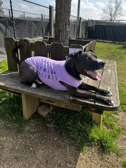 Jelly, a Adoptable Mixed Breed in Memphis, TN image 1/3