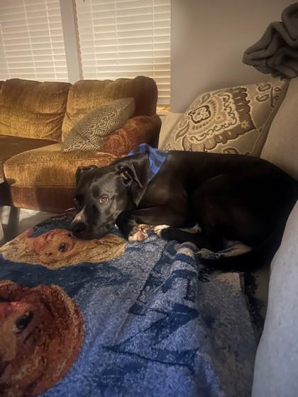 Wallace, Adoptable, Adult Male Mixed Breed & Mixed Breed.