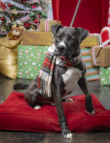 Jelly, a Adoptable Mixed Breed in Memphis, TN image 1/3