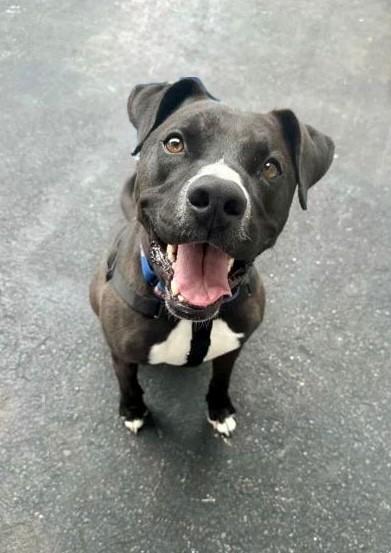 Wallace, a Adoptable Mixed Breed in Memphis, TN image 2/3