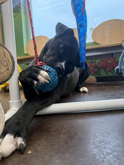 Jelly, Adoptable, Adult Male Mixed Breed & Mixed Breed.