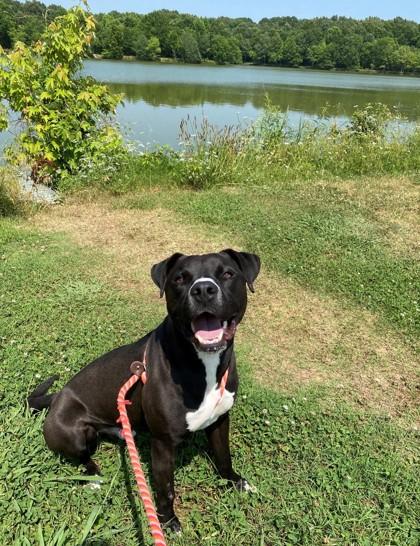 Enlarge Jelly, a Adoptable Mixed Breed in Memphis, TN image 1/3