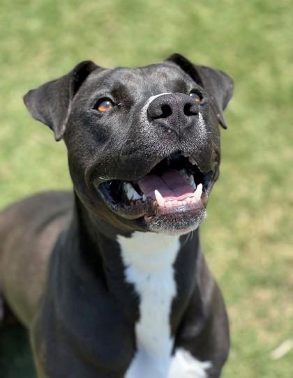 Enlarge Jelly, a Adoptable Mixed Breed in Memphis, TN image 2/3