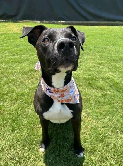 Enlarge Jelly, a Adoptable Mixed Breed in Memphis, TN image 3/3