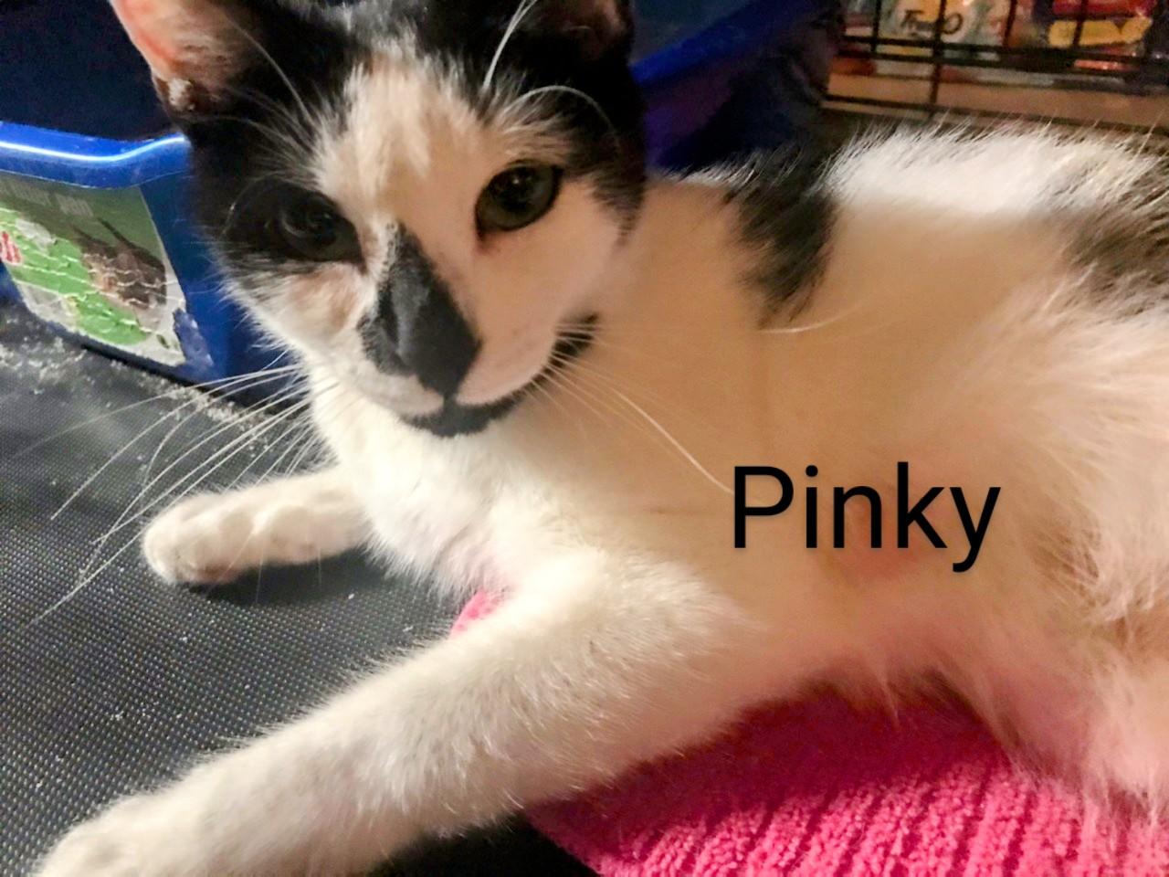 Pinky, Adoptable, Adult Female Domestic Short Hair.