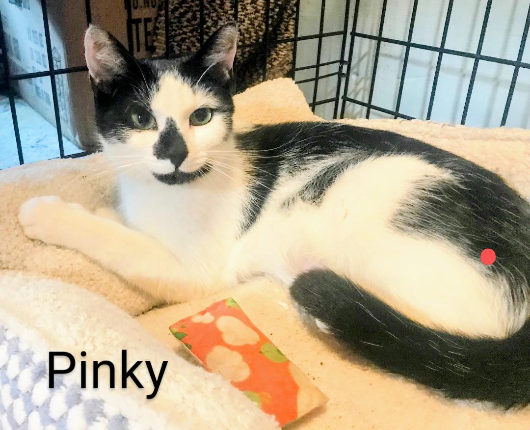Pinky, a Adoptable Domestic Short Hair in Binghamton, NY image 3/5